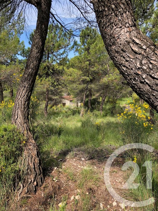 Afficher la photo en grand terrain à vendre - 12000.0 m2 - PEILLE - 06 - PROVENCE-ALPES-COTE-D-AZUR - Century 21 Optimmo